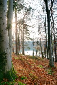 Trees on Lakeshore