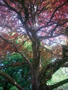 Ireland tree