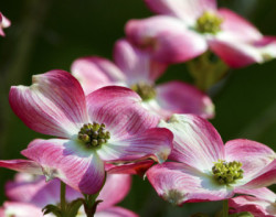 dogwoodflower