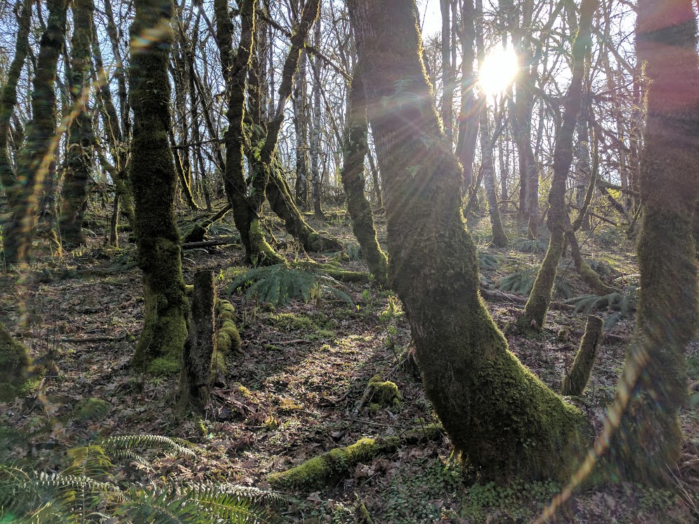 diy spring equinox ritual