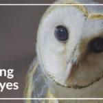 Evolving Owl Eyes